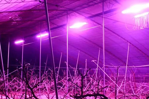 Good news for greenhouse growers!
