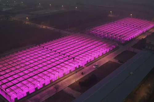 Covers an area of 2000 mu! The new model of intelligent light supplement in facility agriculture - shanxi juxin weiye greenhouse light supplement project